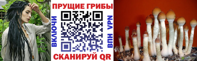 Псилоцибиновые грибы мицелий  Купить закладки  Карабаново 